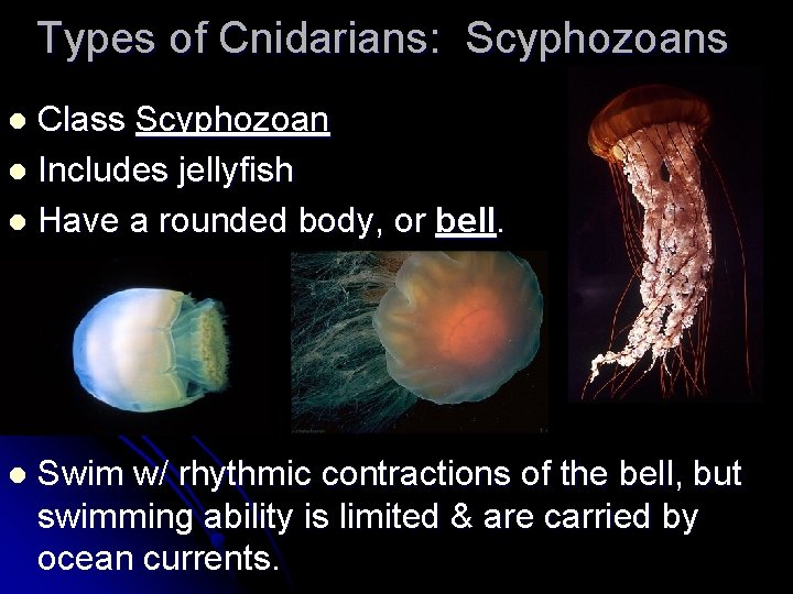 Types of Cnidarians: Scyphozoans Class Scyphozoan l Includes jellyfish l Have a rounded body, Types of Cnidarians: Scyphozoans Class Scyphozoan l Includes jellyfish l Have a rounded body,
