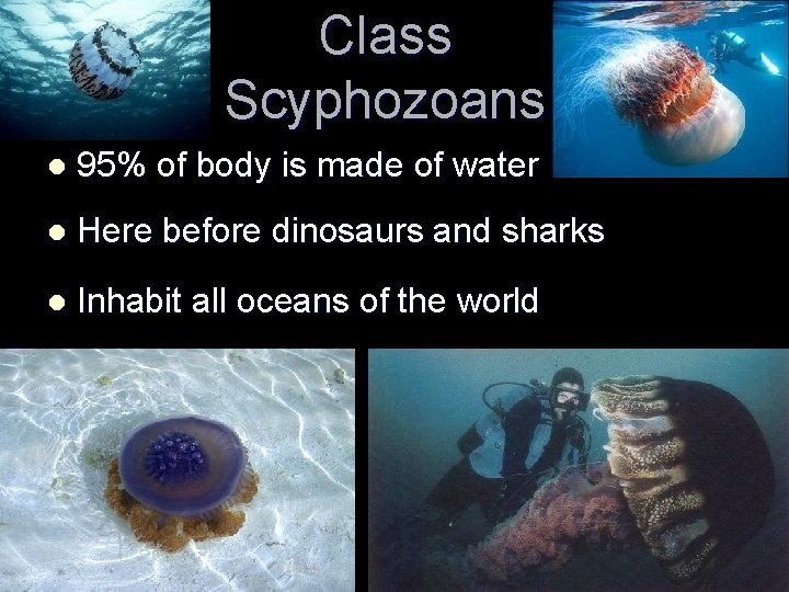 Class Scyphozoans l 95% of body is made of water l Here before dinosaurs Class Scyphozoans l 95% of body is made of water l Here before dinosaurs