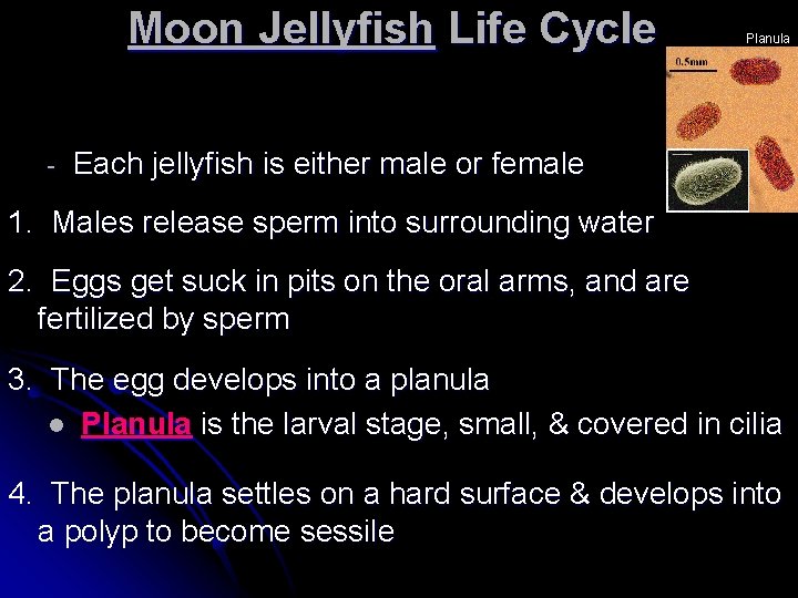 Moon Jellyfish Life Cycle - Planula Each jellyfish is either male or female 1. Moon Jellyfish Life Cycle - Planula Each jellyfish is either male or female 1.