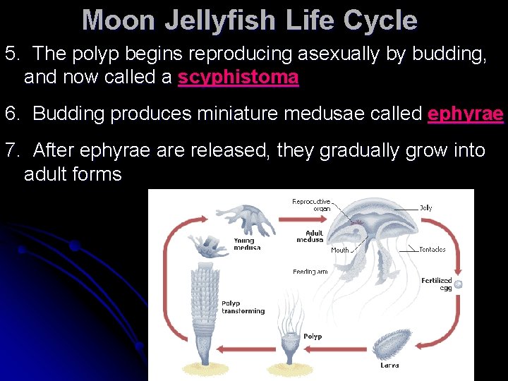 Moon Jellyfish Life Cycle 5. The polyp begins reproducing asexually by budding, and now Moon Jellyfish Life Cycle 5. The polyp begins reproducing asexually by budding, and now