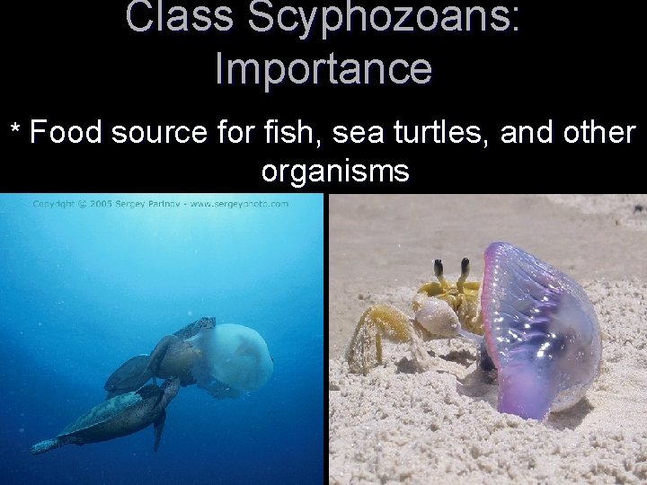 Class Scyphozoans: Importance * Food source for fish, sea turtles, and other organisms Class Scyphozoans: Importance * Food source for fish, sea turtles, and other organisms