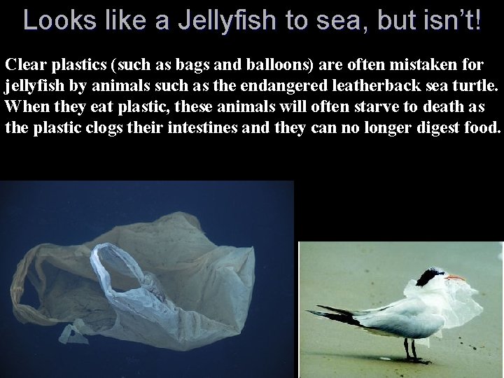 Looks like a Jellyfish to sea, but isn’t! Clear plastics (such as bags and Looks like a Jellyfish to sea, but isn’t! Clear plastics (such as bags and