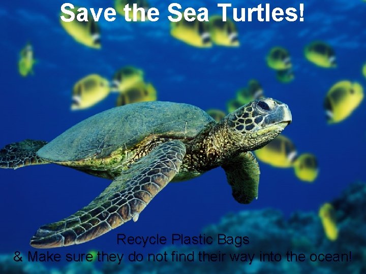 Save the Sea Turtles! Recycle Plastic Bags & Make sure they do not find Save the Sea Turtles! Recycle Plastic Bags & Make sure they do not find