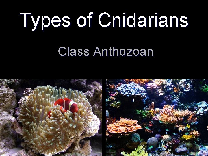 Types of Cnidarians Class Anthozoan 