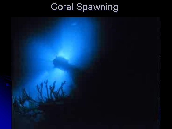 Coral Spawning Coral Spawning