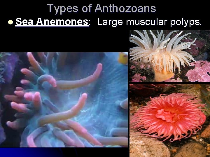 Types of Anthozoans l Sea Anemones: Large muscular polyps. Types of Anthozoans l Sea Anemones: Large muscular polyps.
