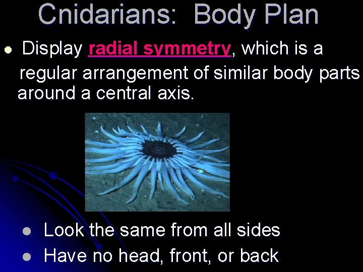 Cnidarians: Body Plan l Display radial symmetry, which is a regular arrangement of similar Cnidarians: Body Plan l Display radial symmetry, which is a regular arrangement of similar