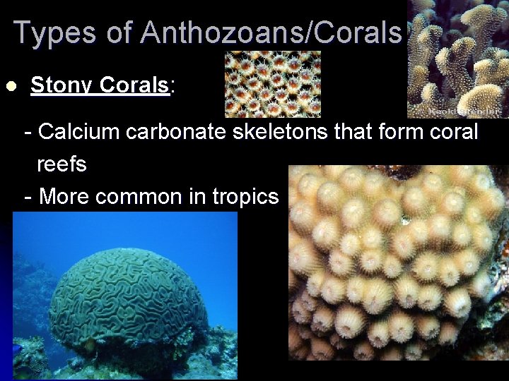 Types of Anthozoans/Corals l Stony Corals: - Calcium carbonate skeletons that form coral reefs Types of Anthozoans/Corals l Stony Corals: - Calcium carbonate skeletons that form coral reefs
