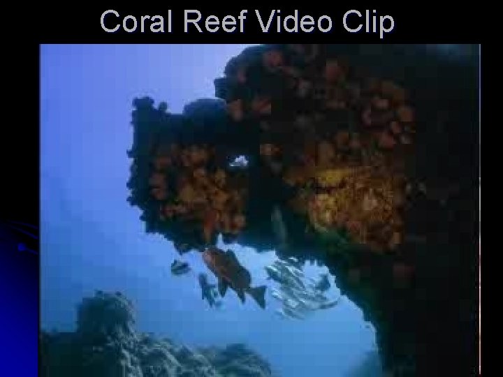 Coral Reef Video Clip 