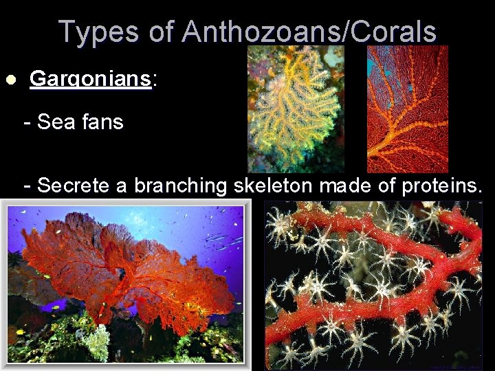 Types of Anthozoans/Corals l Gargonians: - Sea fans - Secrete a branching skeleton made Types of Anthozoans/Corals l Gargonians: - Sea fans - Secrete a branching skeleton made