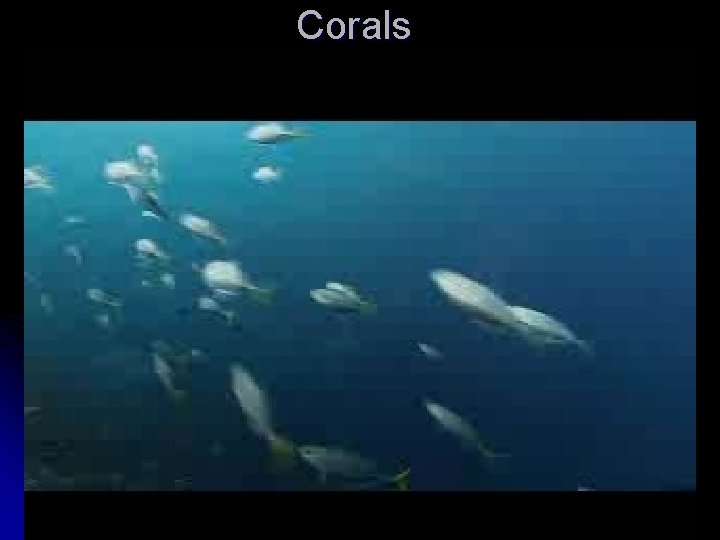 Corals 