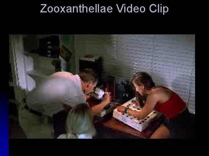 Zooxanthellae Video Clip 