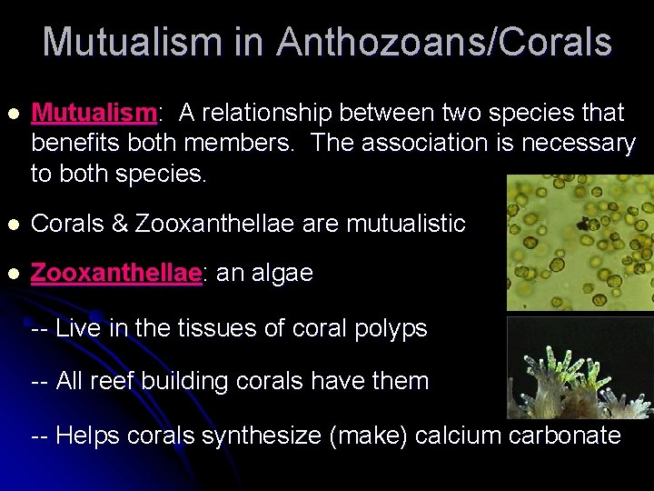 Mutualism in Anthozoans/Corals l Mutualism: A relationship between two species that benefits both members. Mutualism in Anthozoans/Corals l Mutualism: A relationship between two species that benefits both members.