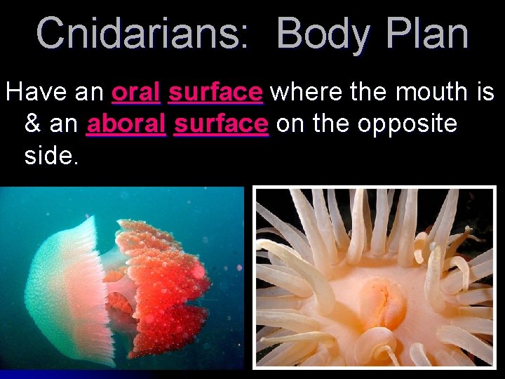 Cnidarians: Body Plan Have an oral surface where the mouth is & an aboral Cnidarians: Body Plan Have an oral surface where the mouth is & an aboral