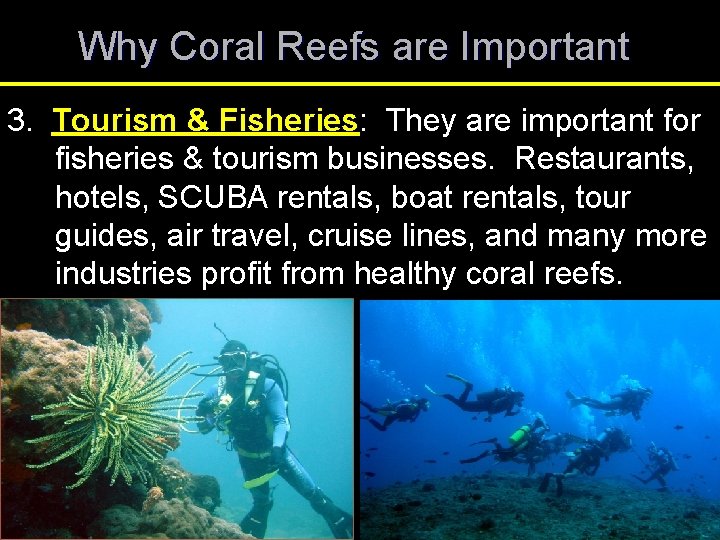 Why Coral Reefs are Important 3. Tourism & Fisheries: They are important for fisheries Why Coral Reefs are Important 3. Tourism & Fisheries: They are important for fisheries