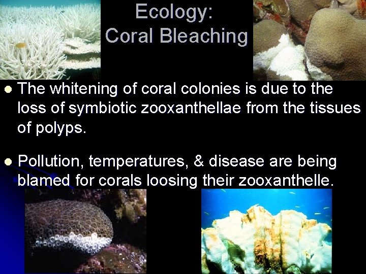 Ecology: Coral Bleaching l The whitening of coral colonies is due to the loss