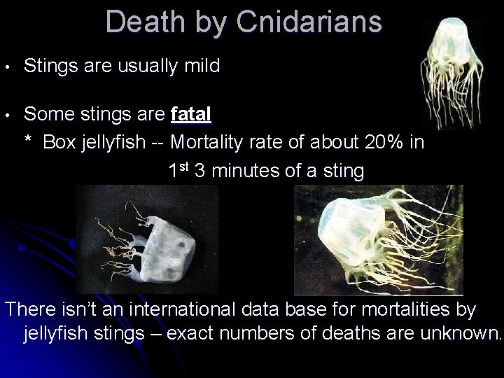 Death by Cnidarians • Stings are usually mild • Some stings are fatal * Death by Cnidarians • Stings are usually mild • Some stings are fatal *