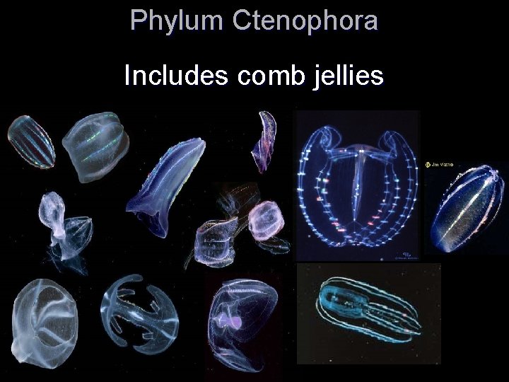 Phylum Ctenophora Includes comb jellies Phylum Ctenophora Includes comb jellies
