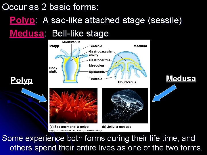 Occur as 2 basic forms: Polyp: A sac-like attached stage (sessile) Medusa: Bell-like stage