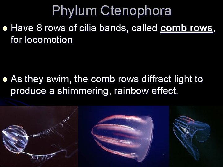 Phylum Ctenophora l Have 8 rows of cilia bands, called comb rows, for locomotion Phylum Ctenophora l Have 8 rows of cilia bands, called comb rows, for locomotion