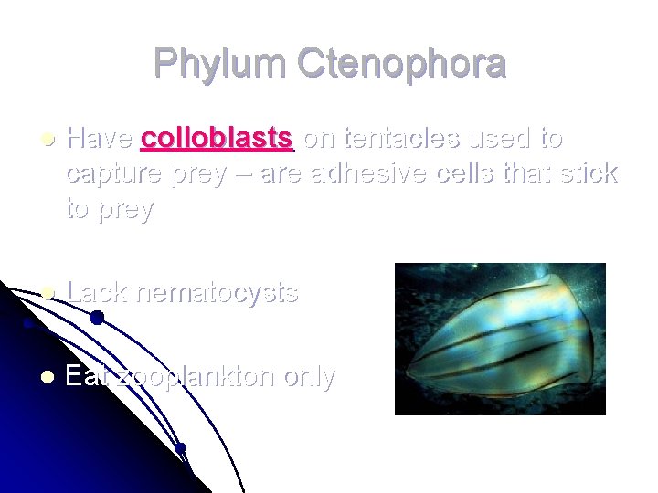 Phylum Ctenophora l Have colloblasts on tentacles used to capture prey – are adhesive