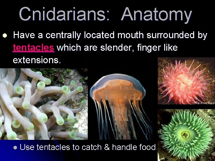 Cnidarians: Anatomy l Have a centrally located mouth surrounded by tentacles which are slender, Cnidarians: Anatomy l Have a centrally located mouth surrounded by tentacles which are slender,