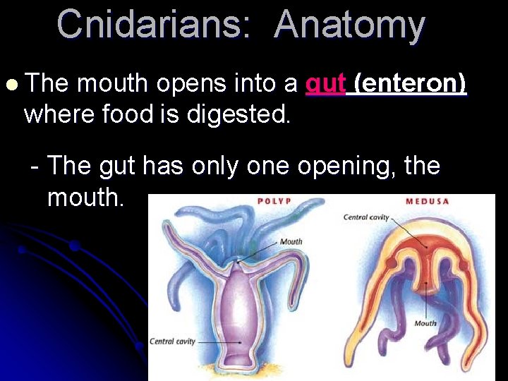 Cnidarians: Anatomy l The mouth opens into a gut (enteron) where food is digested. Cnidarians: Anatomy l The mouth opens into a gut (enteron) where food is digested.