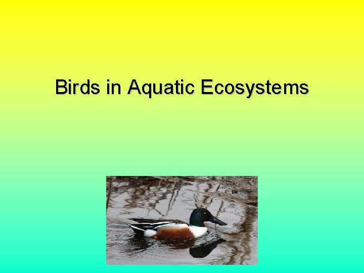 Birds in Aquatic Ecosystems 