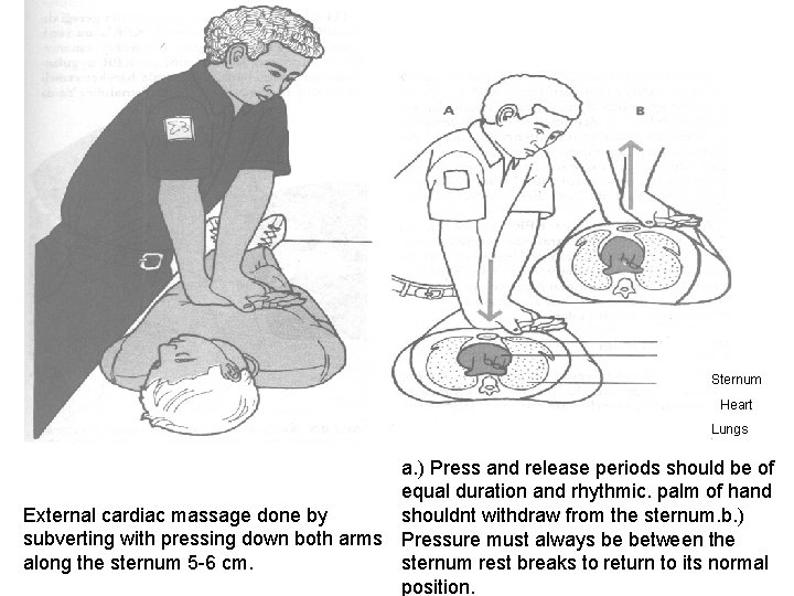 Sternum Heart Lungs a. ) Press and release periods should be of equal duration