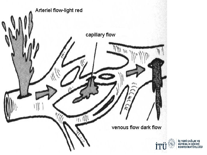 Arteriel flow-light red capillary flow venous flow dark flow Arteriel flow-light red capillary flow venous flow dark flow
