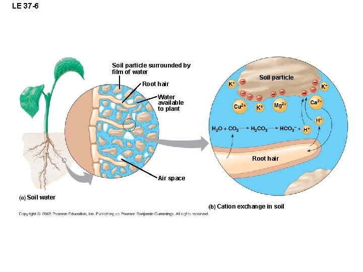 LE 37 -6 Soil particle surrounded by film of water Root hair Soil particle