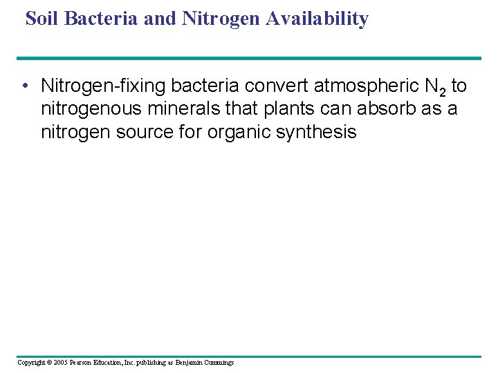 Soil Bacteria and Nitrogen Availability • Nitrogen-fixing bacteria convert atmospheric N 2 to nitrogenous