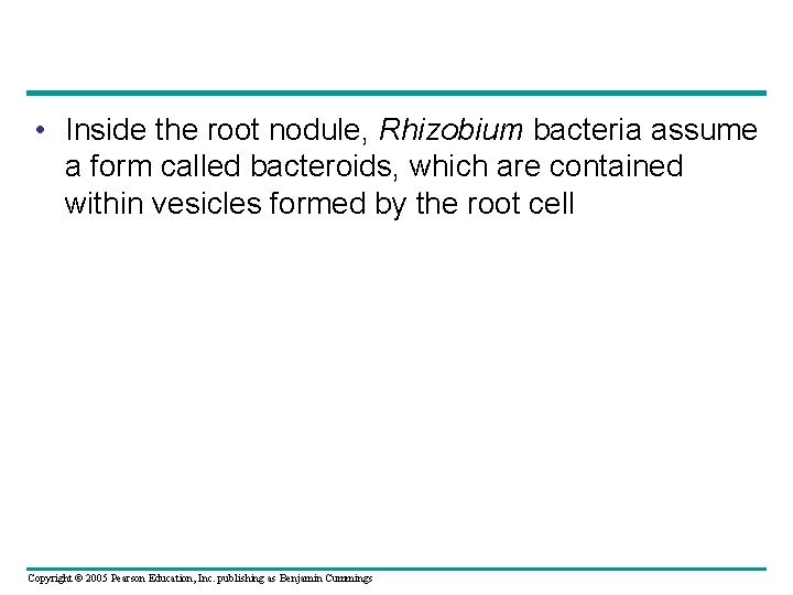  • Inside the root nodule, Rhizobium bacteria assume a form called bacteroids, which