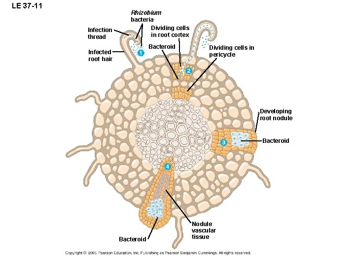 LE 37 -11 Infection thread Rhizobium bacteria Dividing cells in root cortex Bacteroid Infected