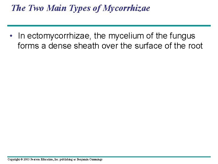 The Two Main Types of Mycorrhizae • In ectomycorrhizae, the mycelium of the fungus