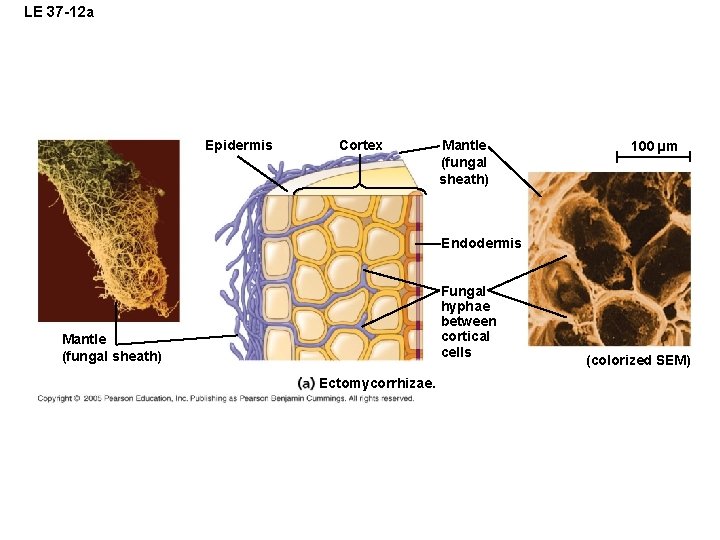 LE 37 -12 a Epidermis Cortex Mantle (fungal sheath) 100 µm Endodermis Fungal hyphae