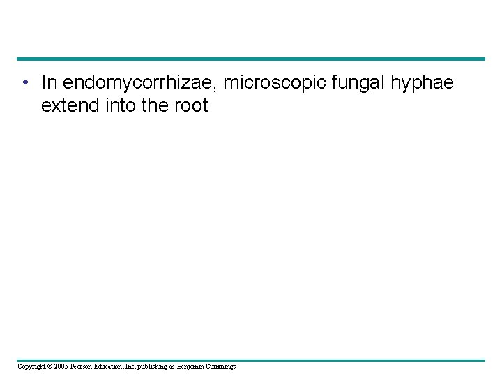  • In endomycorrhizae, microscopic fungal hyphae extend into the root Copyright © 2005