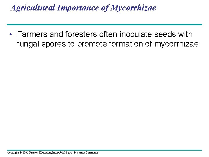 Agricultural Importance of Mycorrhizae • Farmers and foresters often inoculate seeds with fungal spores