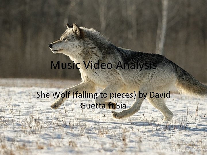 Music Video Analysis She Wolf (falling to pieces) by David Guetta ft Sia 