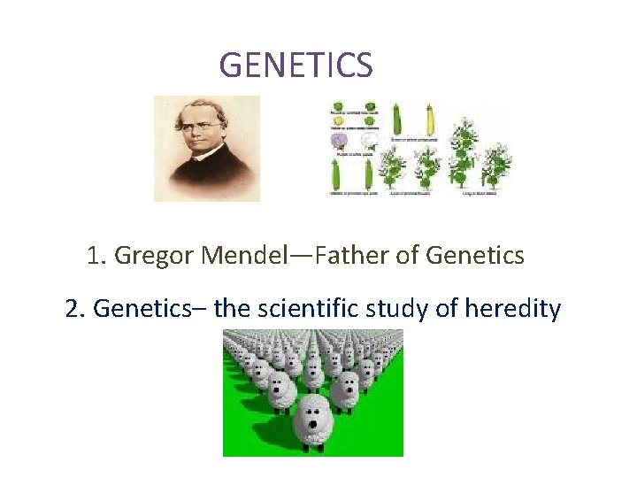 GENETICS 1. Gregor Mendel—Father of Genetics 2. Genetics– the scientific study of heredity 