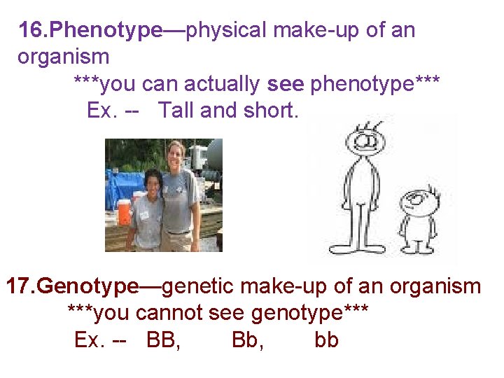16. Phenotype—physical make-up of an organism ***you can actually see phenotype*** Ex. -- Tall