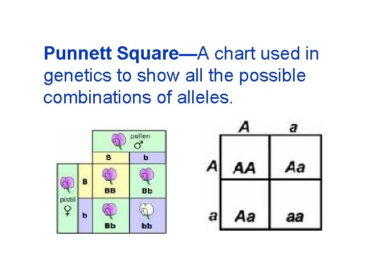 Punnett Square—A chart used in genetics to show all the possible combinations of alleles.