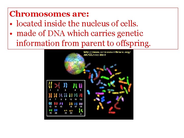 Chromosomes are: • located inside the nucleus of cells. • made of DNA which