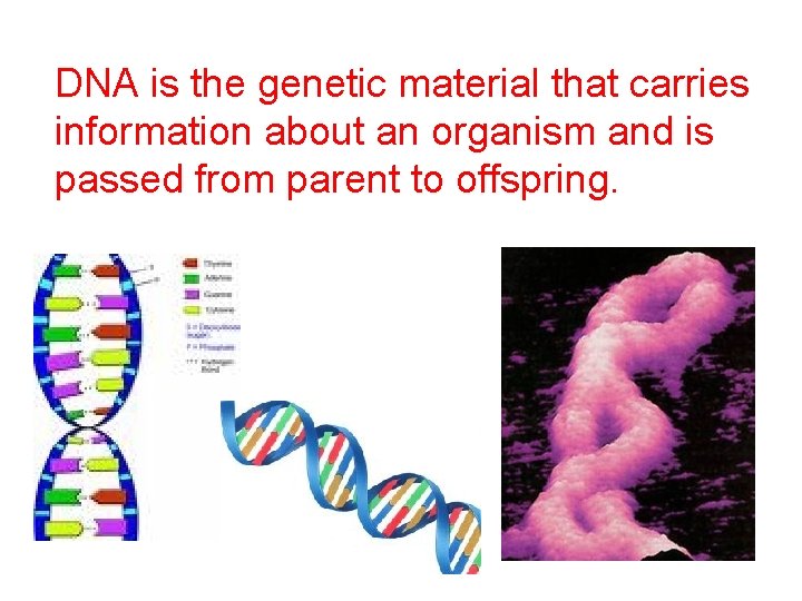 DNA is the genetic material that carries information about an organism and is passed
