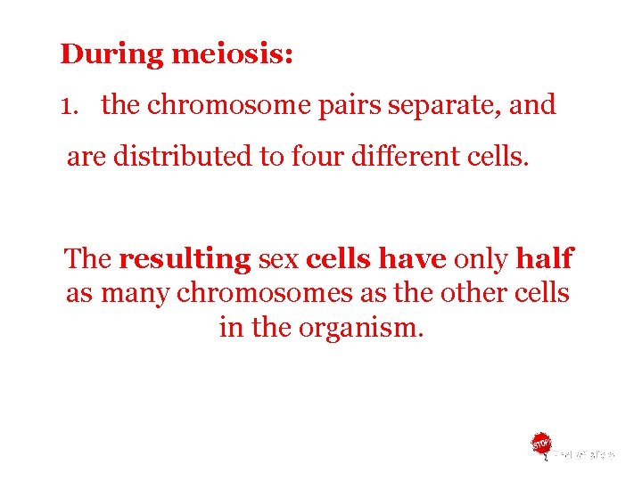 During meiosis: 1. the chromosome pairs separate, and are distributed to four different cells.