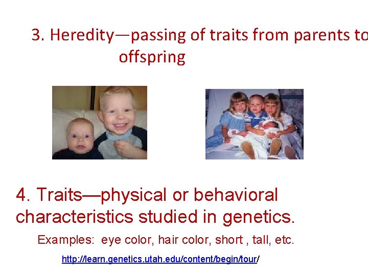 3. Heredity—passing of traits from parents to offspring 4. Traits—physical or behavioral characteristics studied
