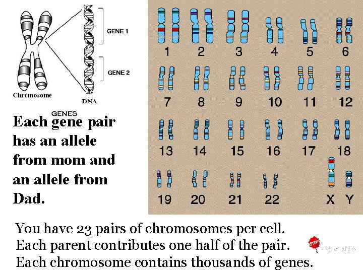 Each gene pair has an allele from mom and an allele from Dad. You