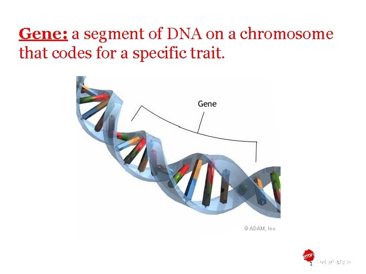 Gene: a segment of DNA on a chromosome that codes for a specific trait.