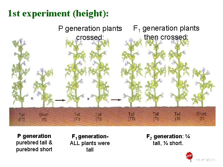 1 st experiment (height): P generation plants crossed: P generation purebred tall & purebred