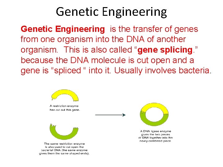 Genetic Engineering is the transfer of genes from one organism into the DNA of